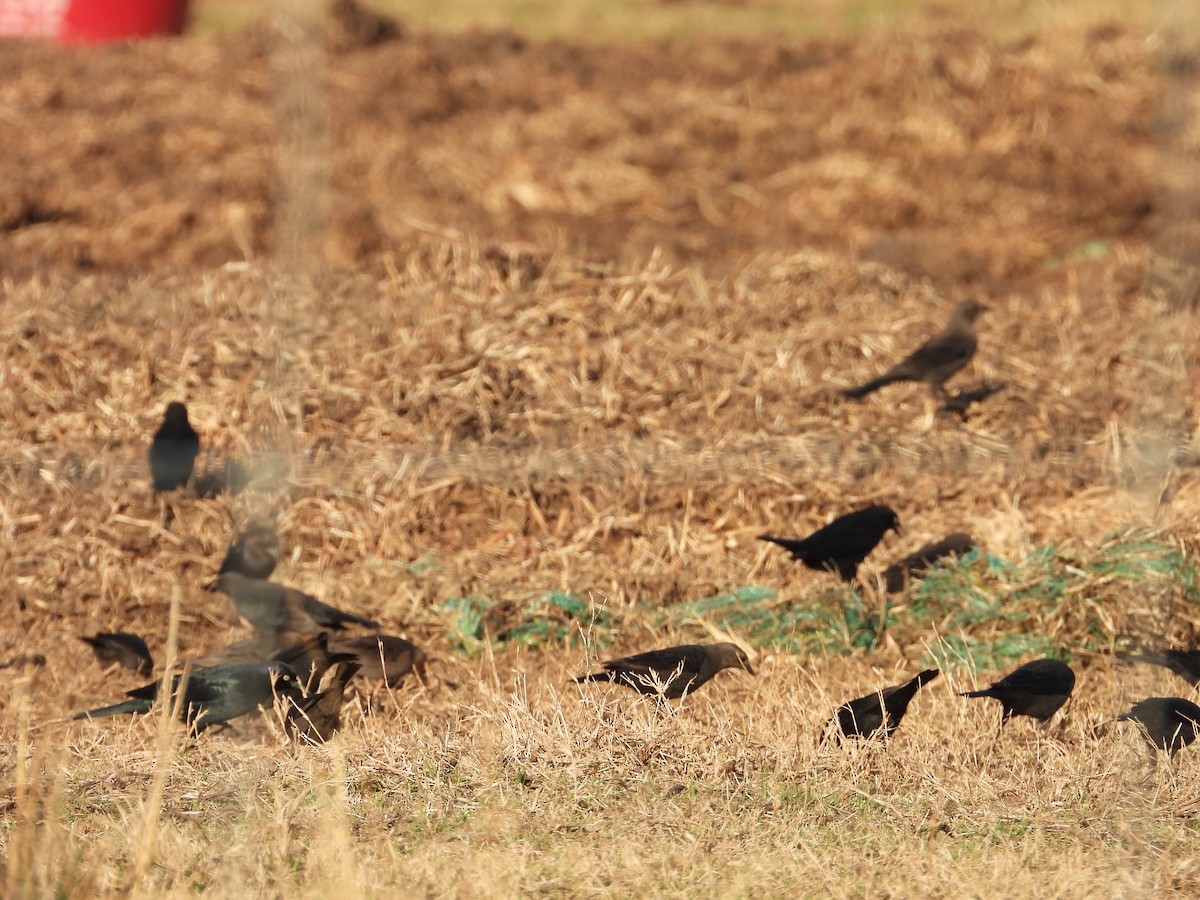 Brewer's Blackbird - ML612615012