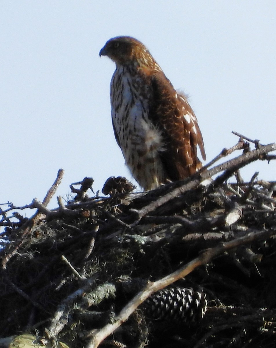 Red-tailed Hawk - Eric Haskell