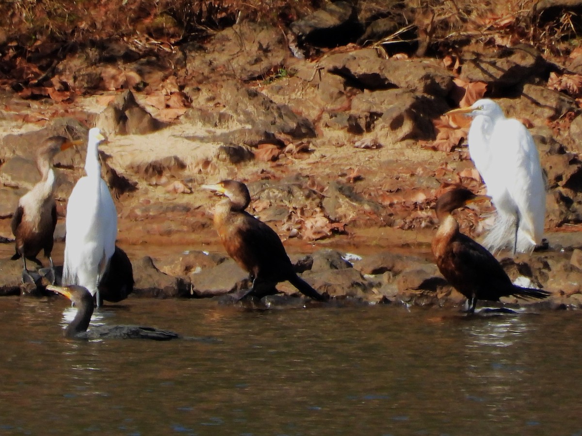 Cormoran à aigrettes - ML612615117