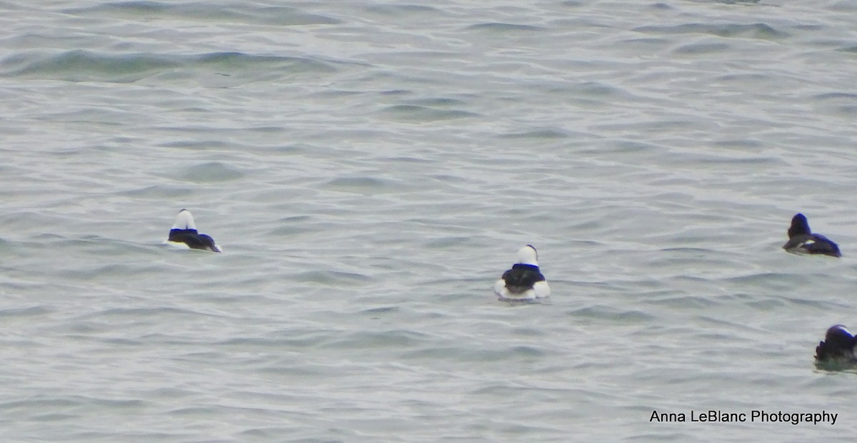 Bufflehead - ML612615126