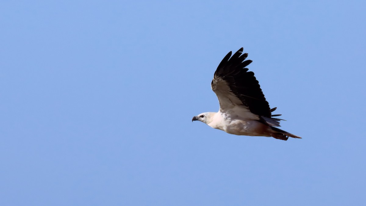 White-bellied Sea-Eagle - ML612615217