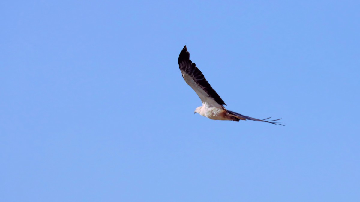 White-bellied Sea-Eagle - ML612615218