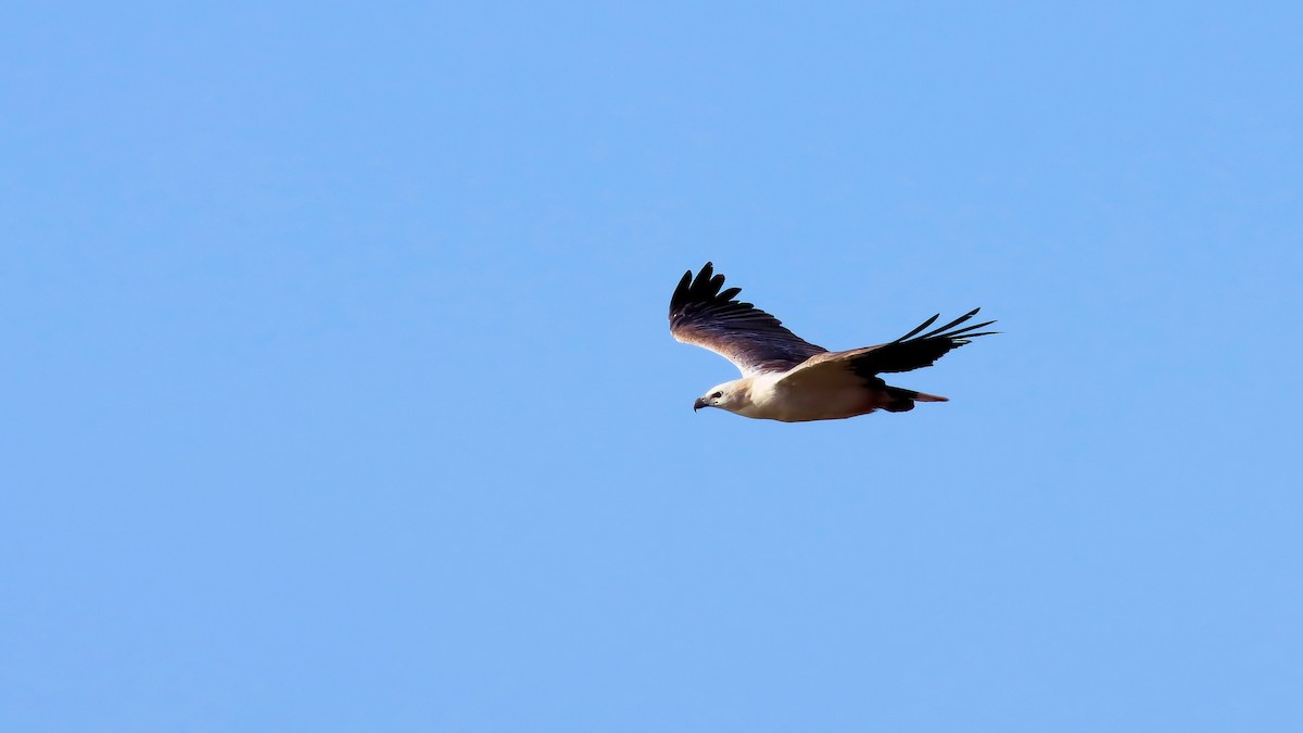 White-bellied Sea-Eagle - ML612615219