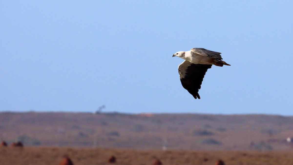 White-bellied Sea-Eagle - ML612615220