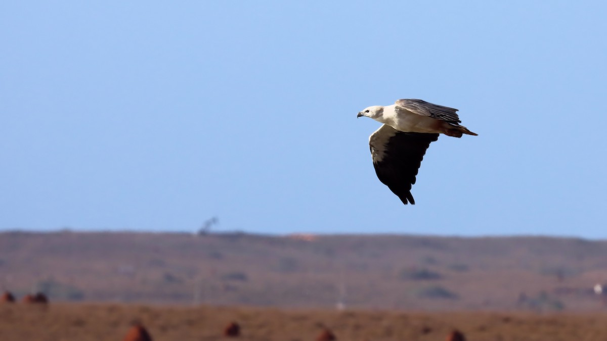 White-bellied Sea-Eagle - ML612615220