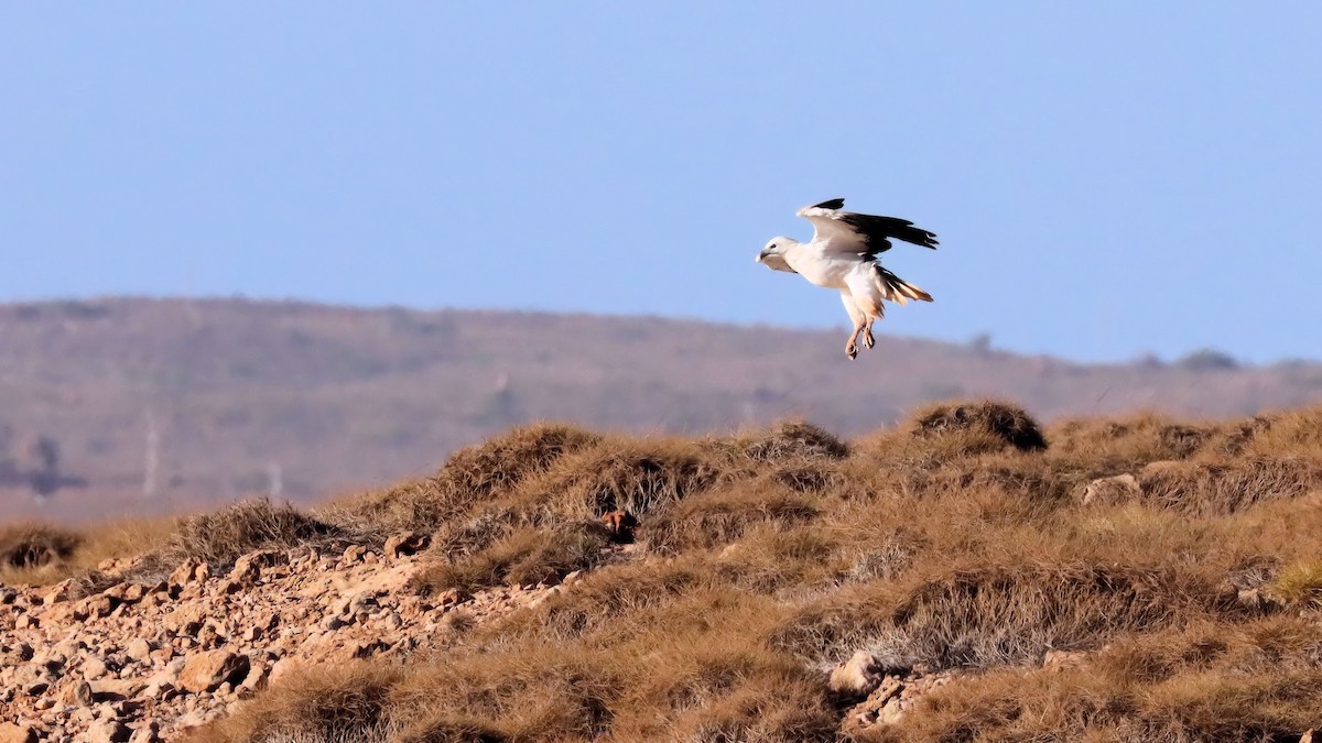 White-bellied Sea-Eagle - Craig Lumsden