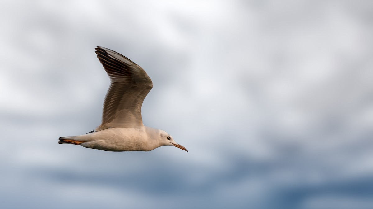 Slender-billed Gull - ML612615233