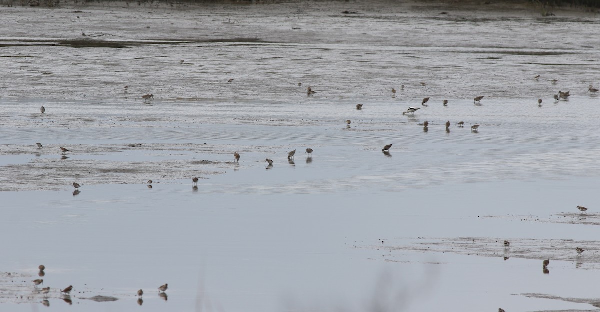 Semipalmated Plover - ML612615285