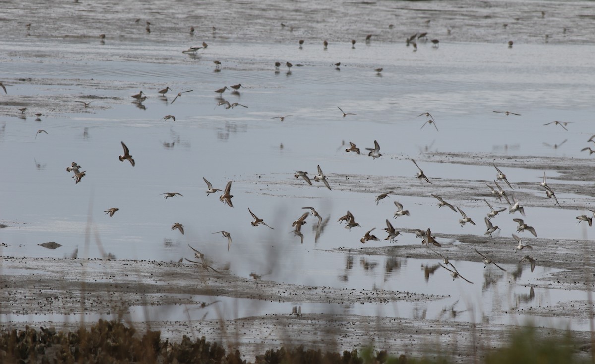 Semipalmated Plover - ML612615286