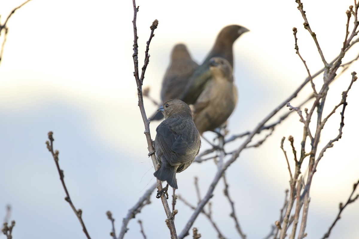 Brown-headed Cowbird - ML612615294