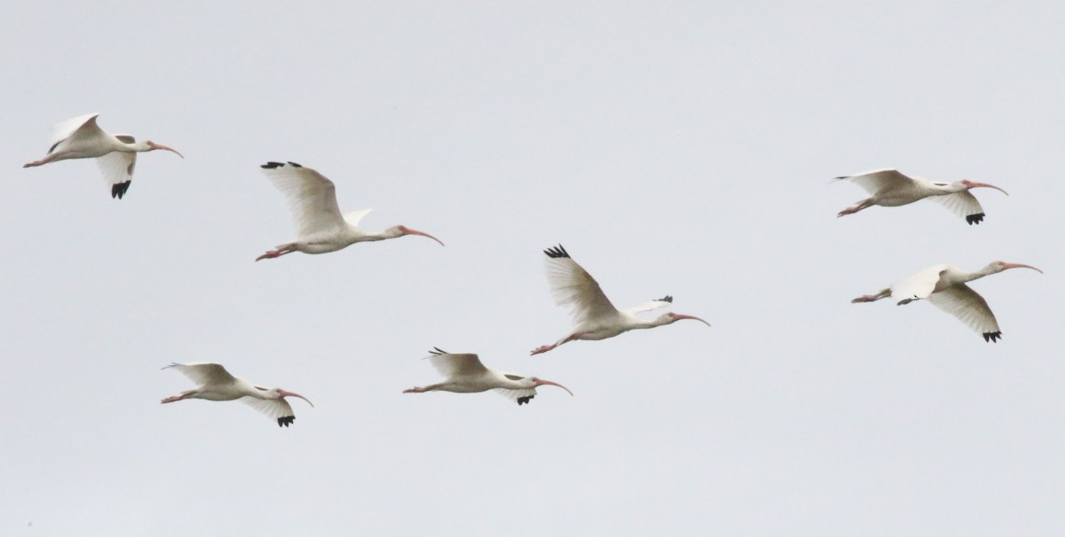 White Ibis - ML612615347