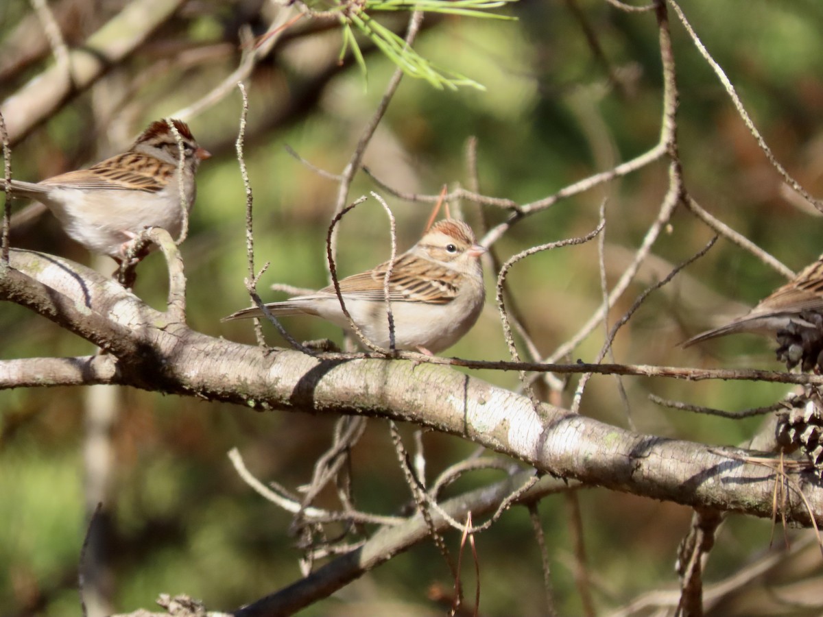 Chipping Sparrow - ML612615443