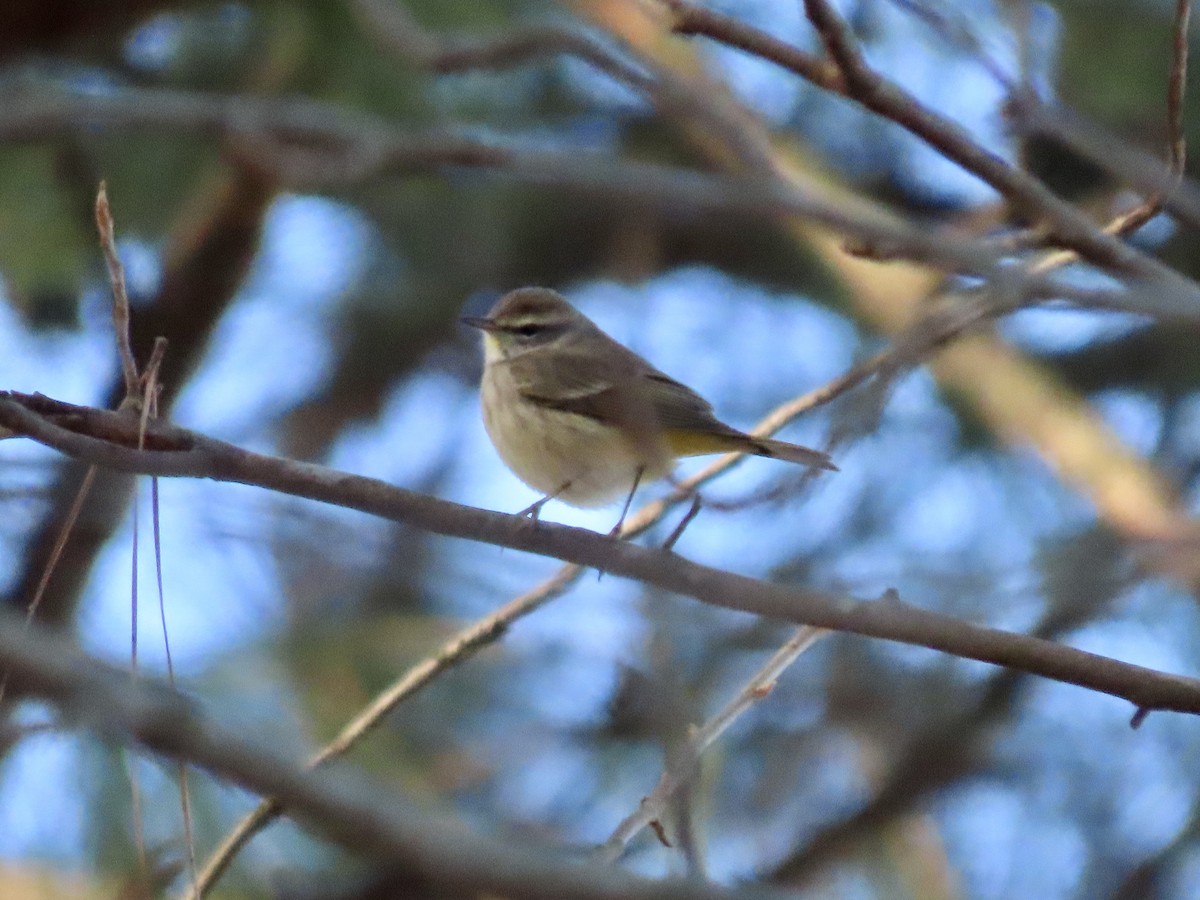 Palm Warbler - ML612615473