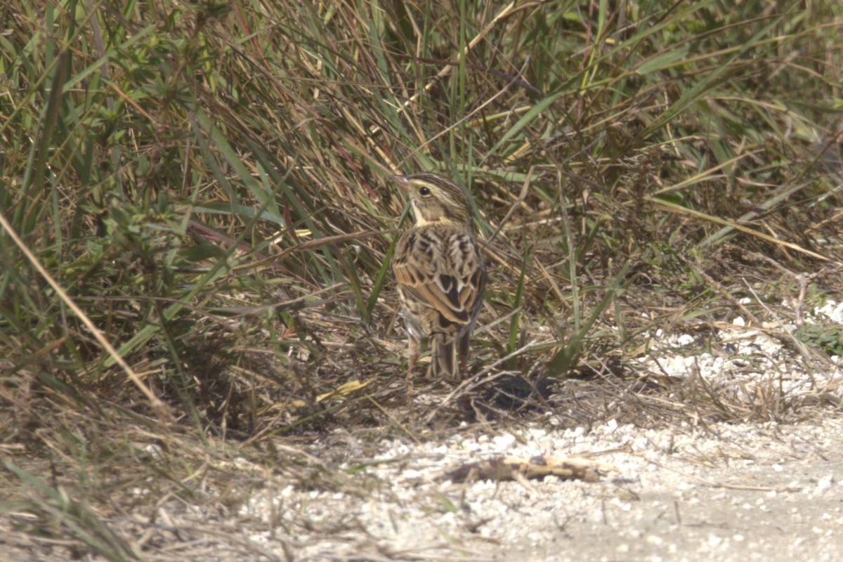 Savannah Sparrow - Michael Gallo