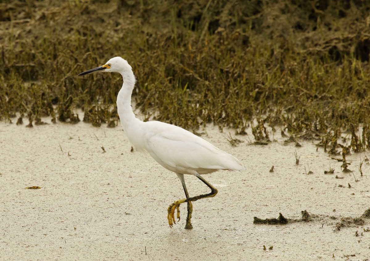 Snowy Egret - ML612615516