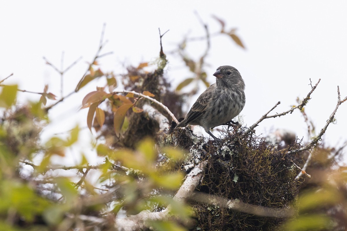 Small Ground-Finch - ML612615522