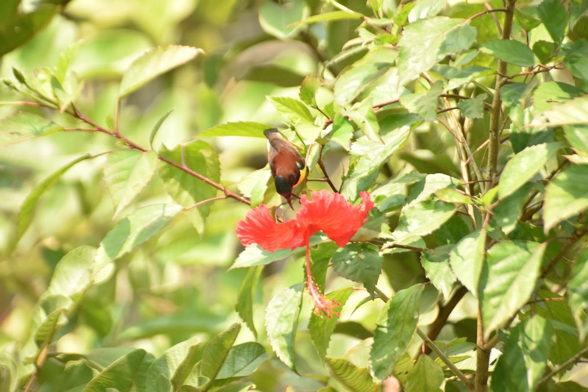 Purple-rumped Sunbird - ML612615588