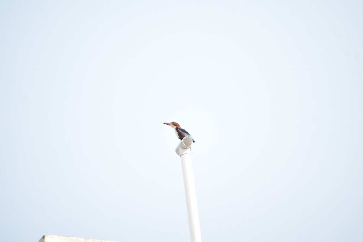 White-throated Kingfisher - ML612615613