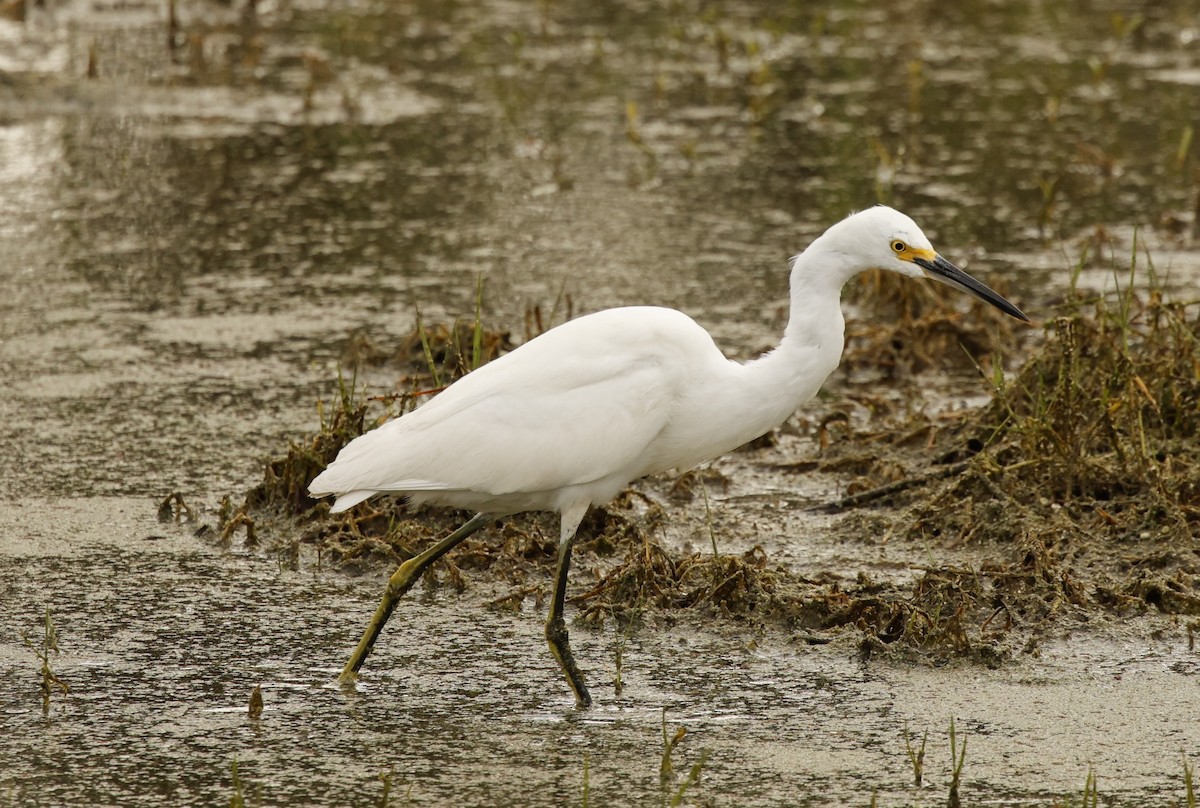 Snowy Egret - ML612615617