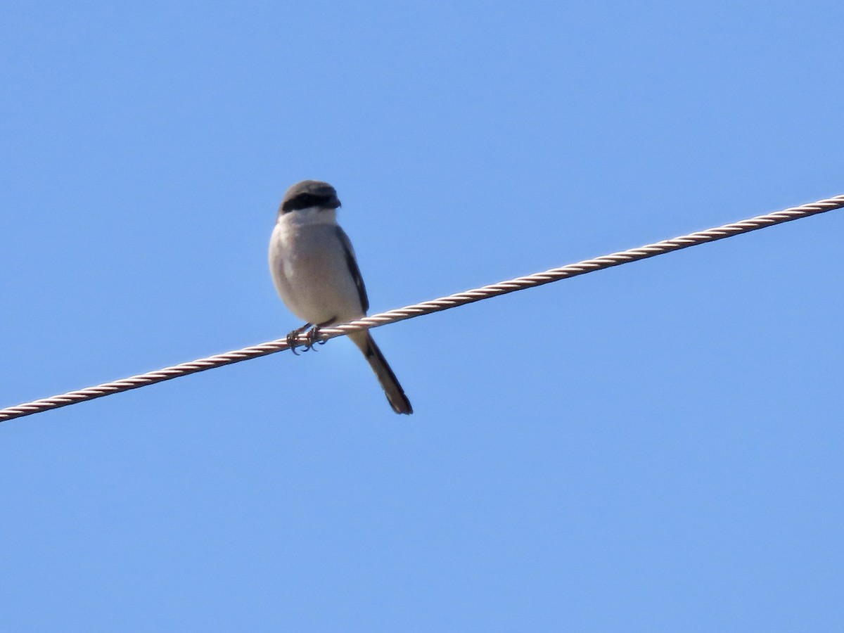 Loggerhead Shrike - ML612615632