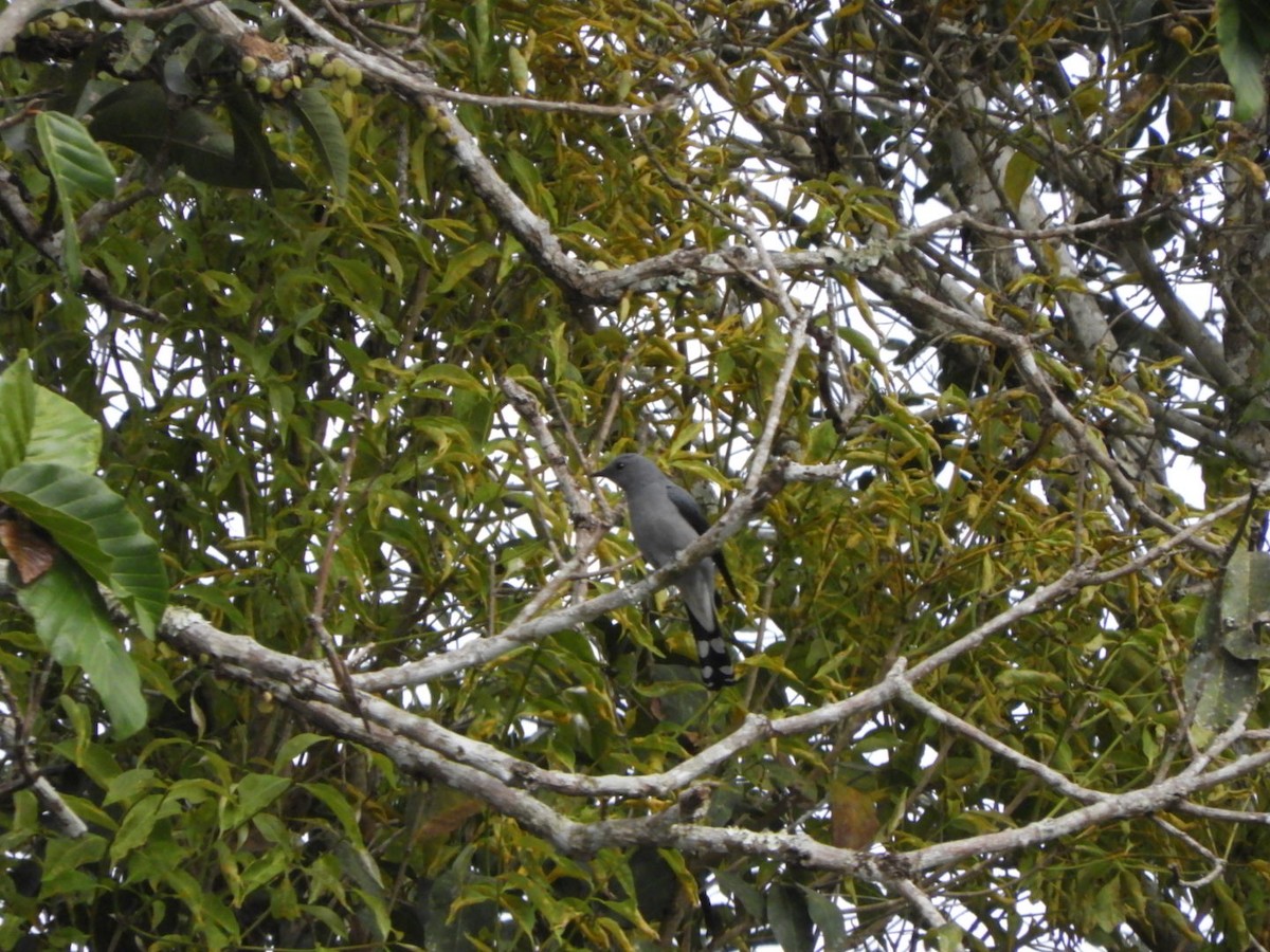 Black-winged Cuckooshrike - ML612615634