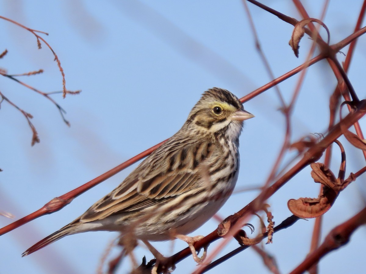 Savannah Sparrow - ML612615649