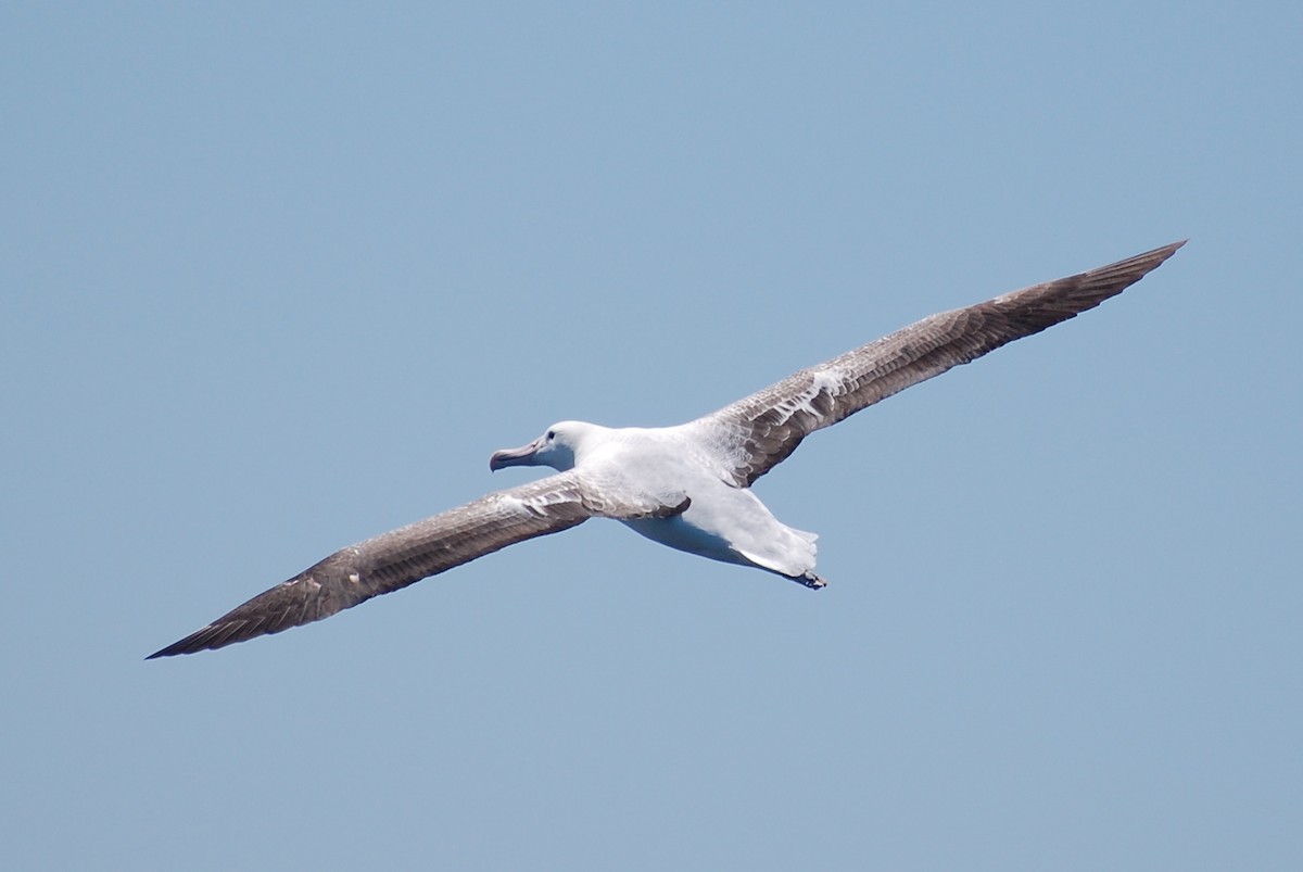 Southern Royal Albatross - ML612615666