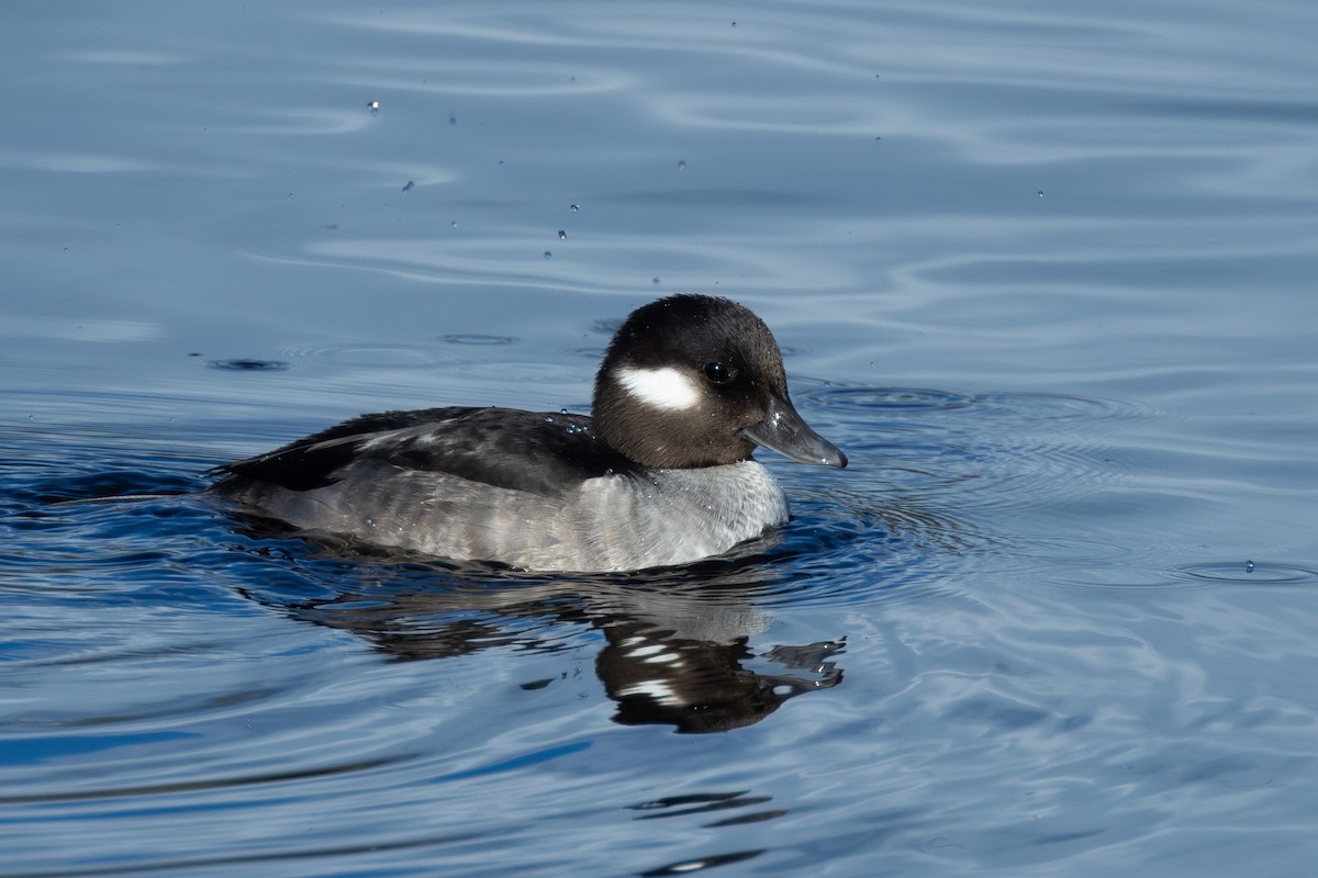 Bufflehead - Barry Rowan