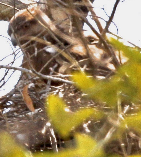 Madagascar Buzzard - ML612615674