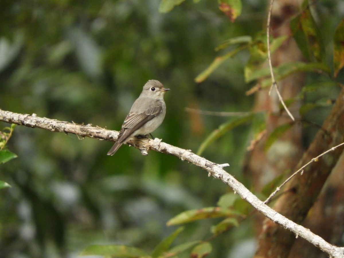 Asian Brown Flycatcher - ML612615675