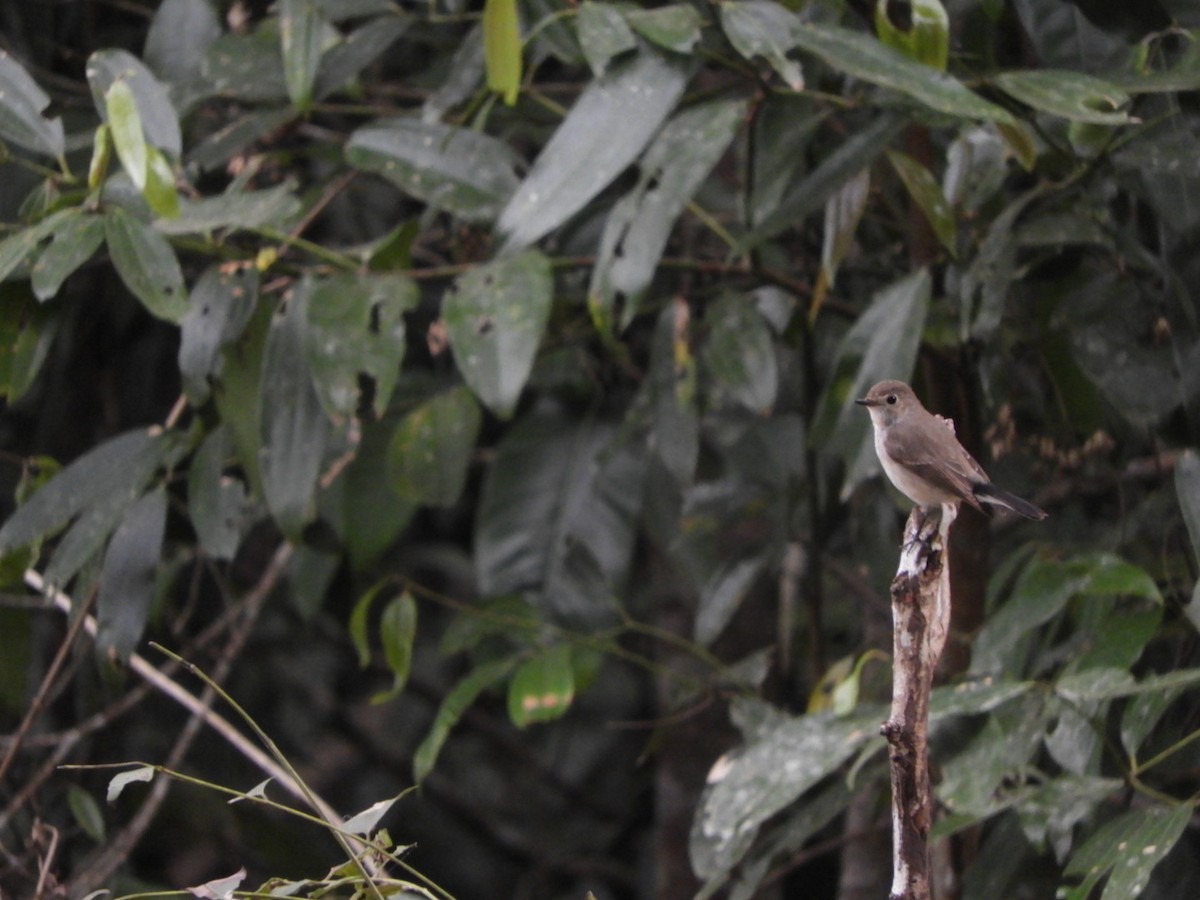 Taiga Flycatcher - ML612615701