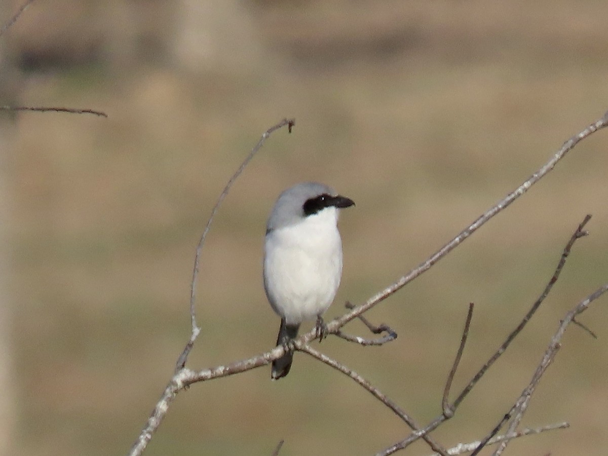 Loggerhead Shrike - ML612615713