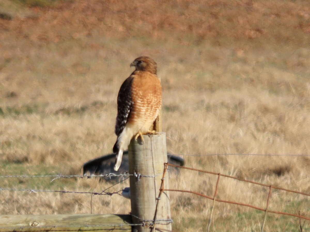 Red-shouldered Hawk - Alan  Troyer