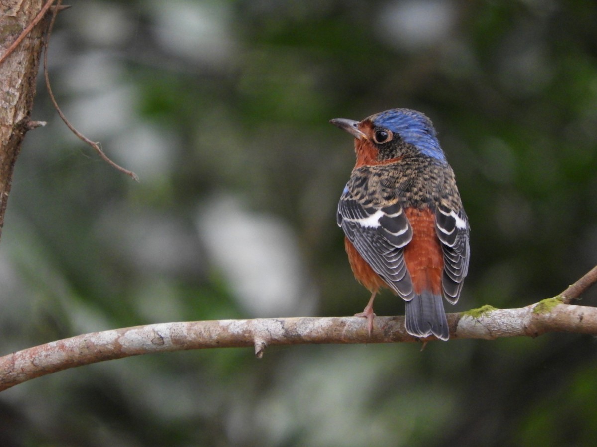 White-throated Rock-Thrush - ML612615732