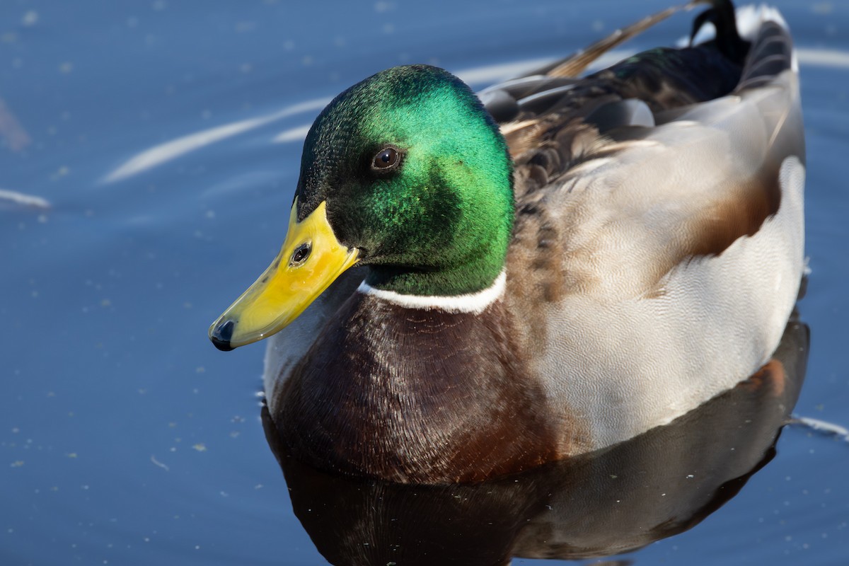 Mallard - Barry Rowan