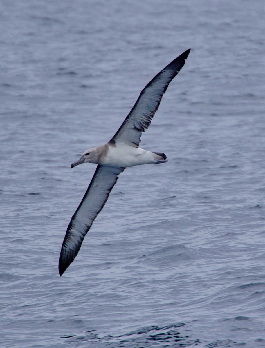 Salvin's Albatross - ML612615760