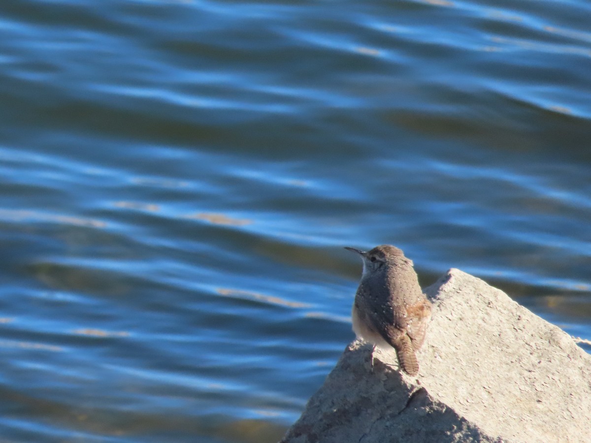 Rock Wren - ML612615907