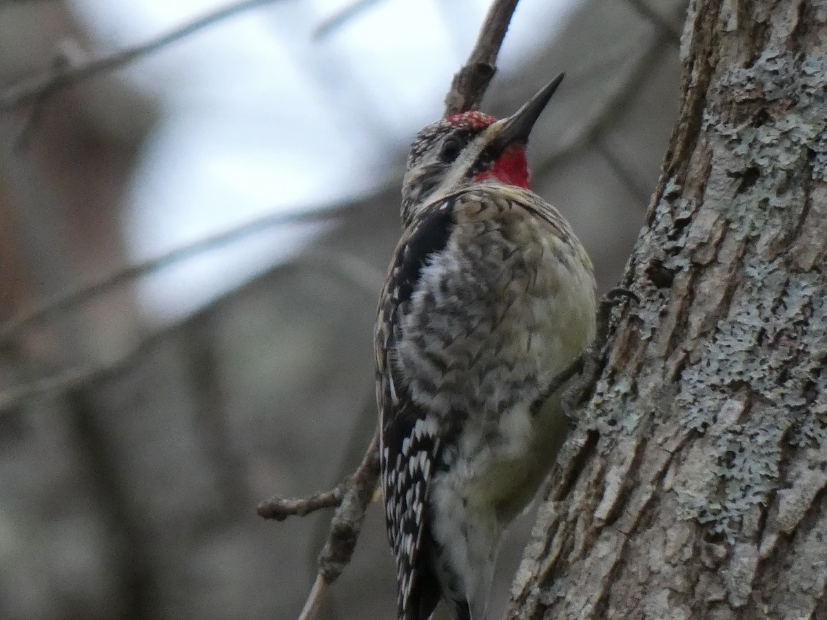 Yellow-bellied Sapsucker - ML612616063