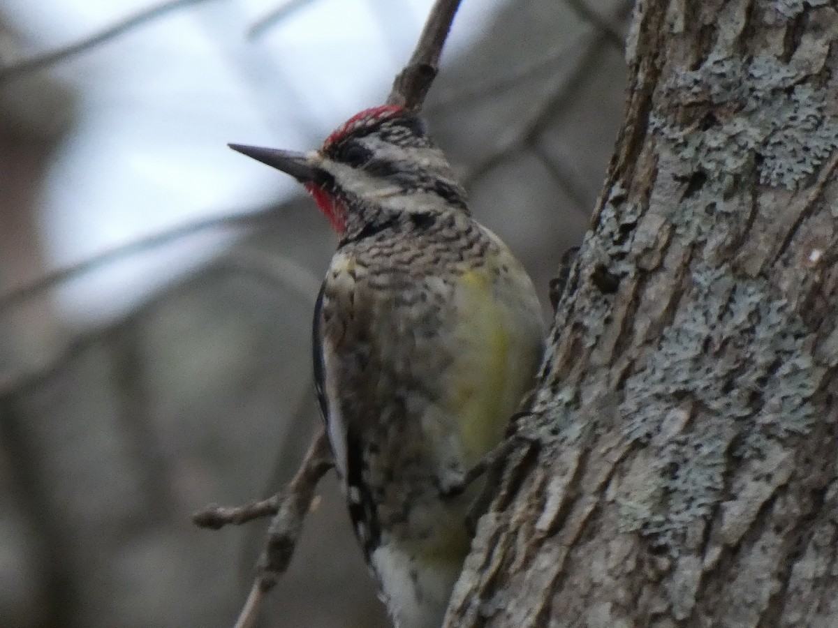 Yellow-bellied Sapsucker - Elliot Dziedzic