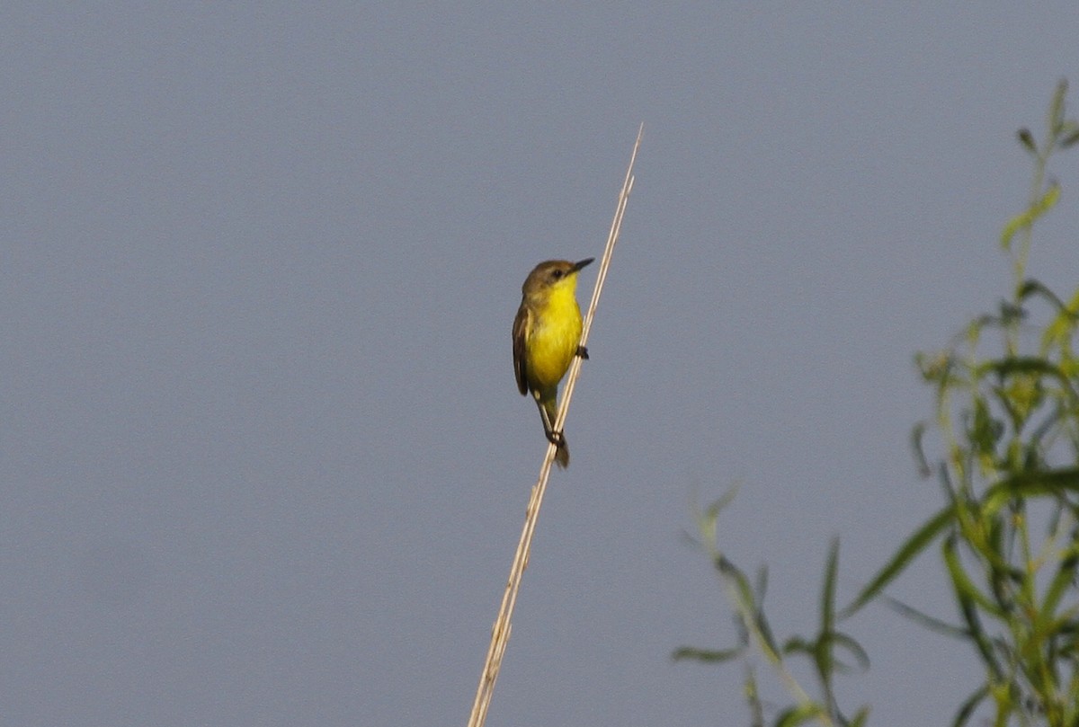 Doradito Tucumano - ML612616084