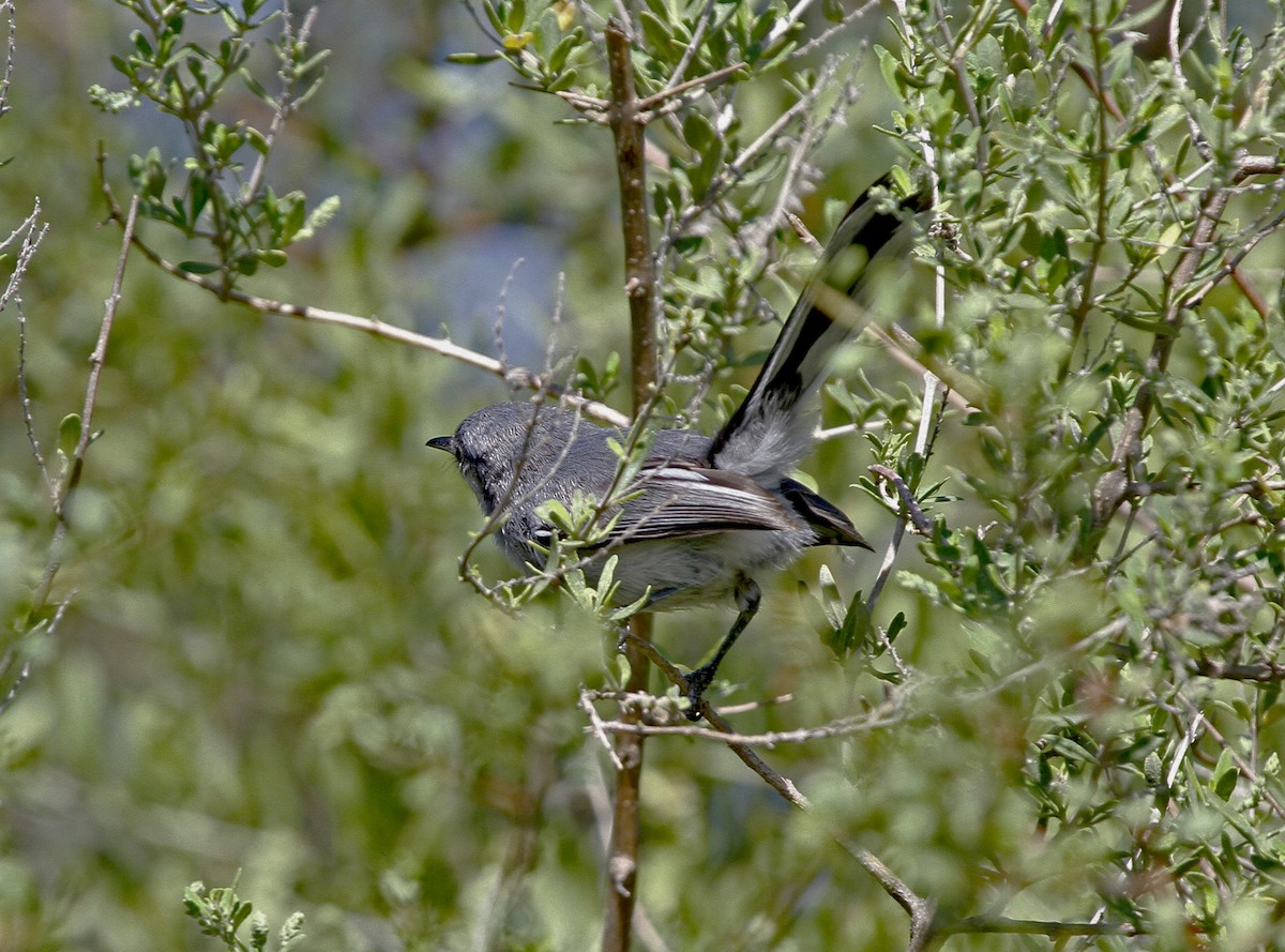 Masked Gnatcatcher - Stanislaw Czyz