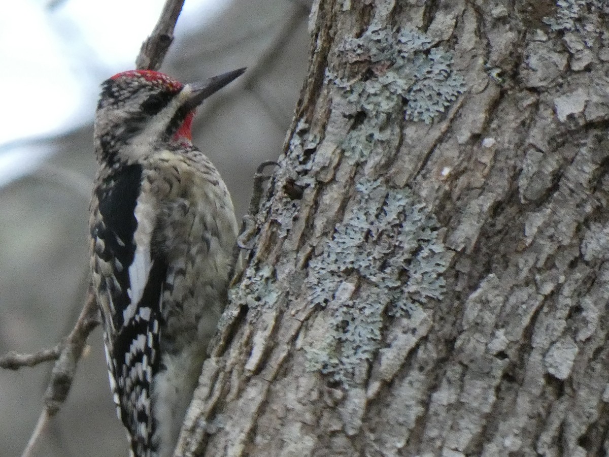 Yellow-bellied Sapsucker - Elliot Dziedzic