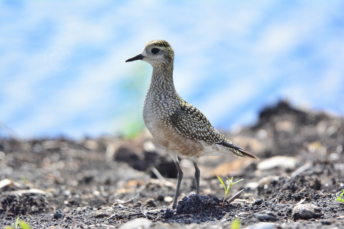 American Golden-Plover - ML61261611