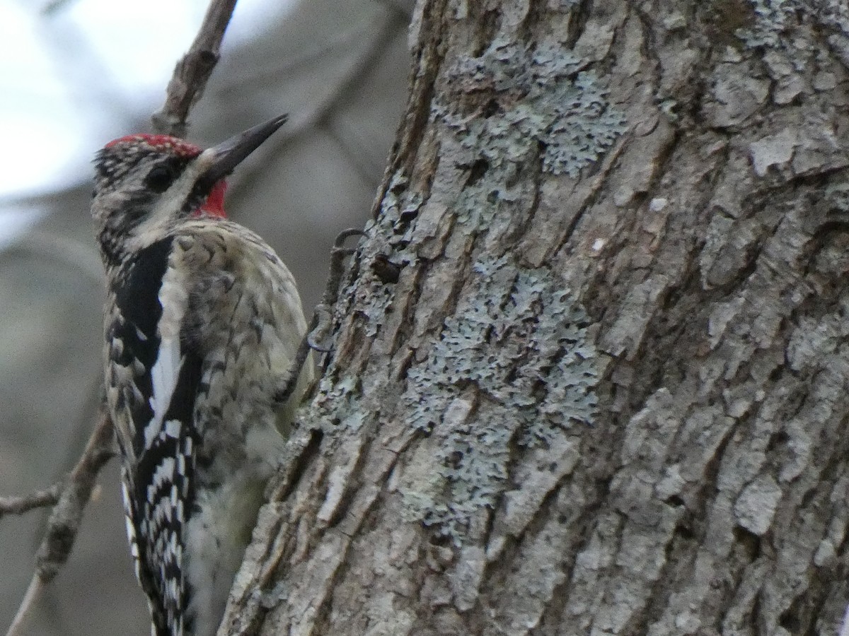 Yellow-bellied Sapsucker - ML612616117