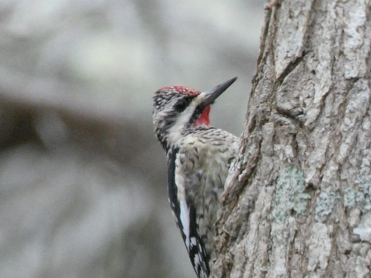 Yellow-bellied Sapsucker - ML612616127