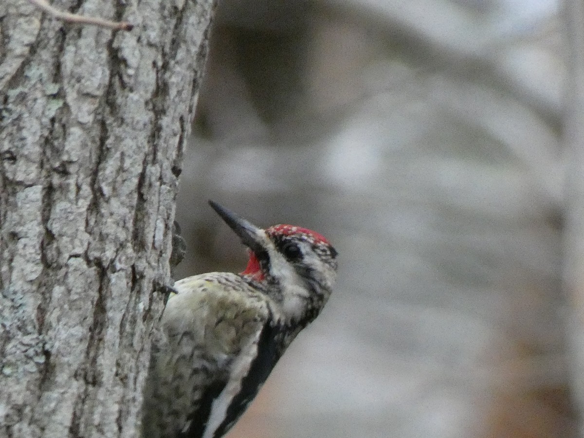 Yellow-bellied Sapsucker - ML612616136