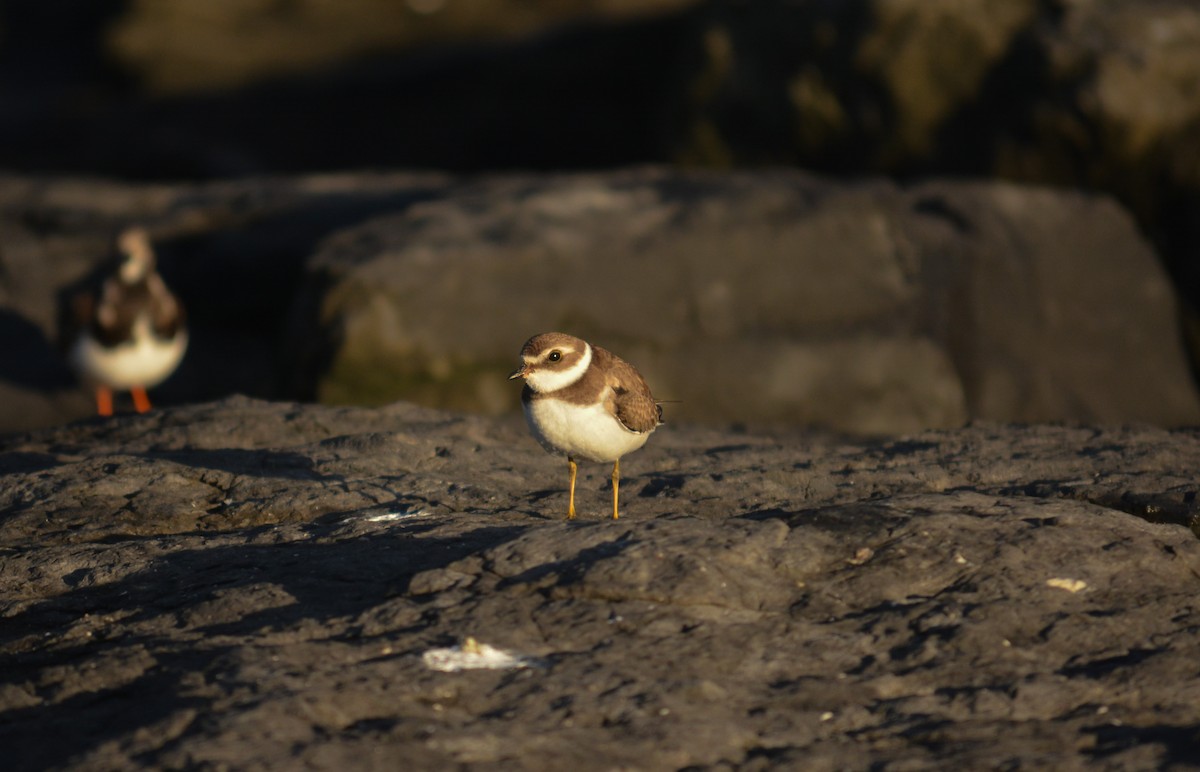 Semipalmated Plover - ML612616253
