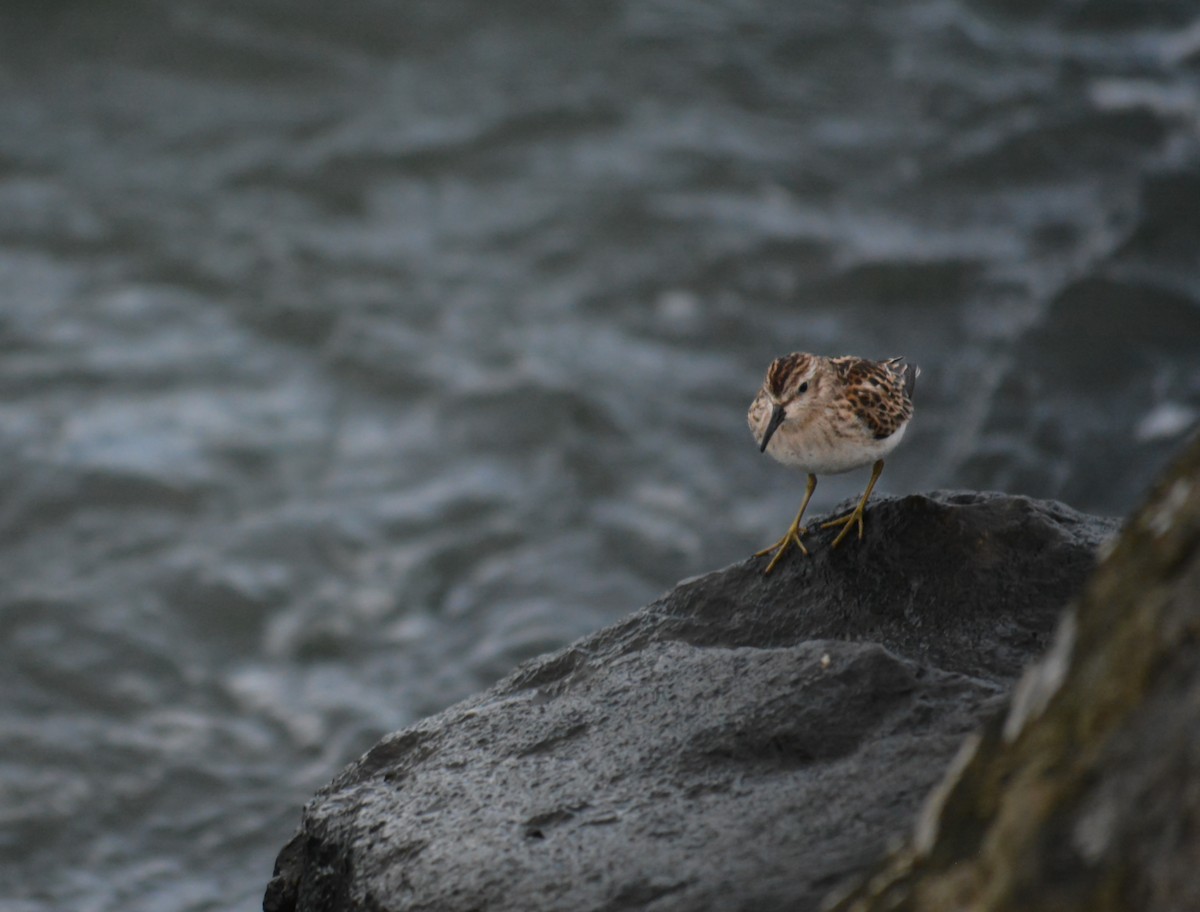 Least Sandpiper - ML612616271