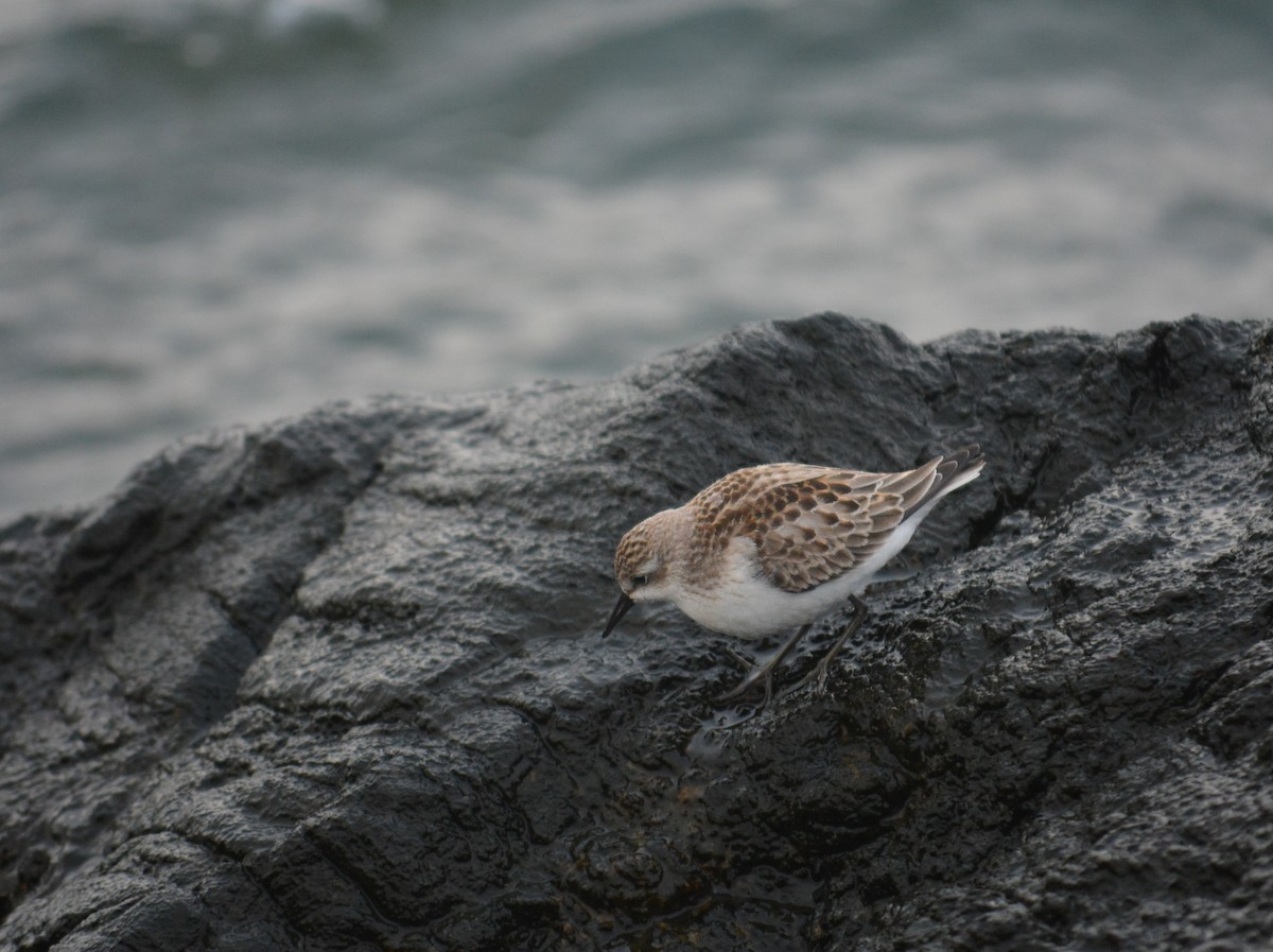 Semipalmated Sandpiper - ML612616278