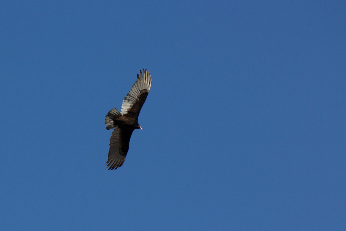 Turkey Vulture - ML612616285